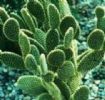 Cholla Stem Extract